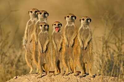 meerkats-small