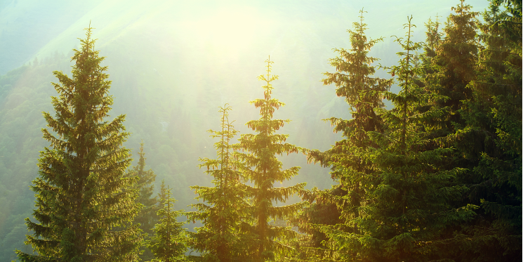 evergreen-content-marketing.png