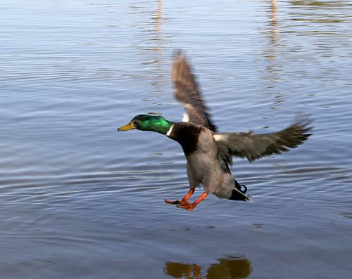 duck_landing_on_water